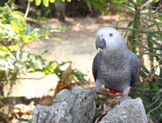 Breeders Of African Grey Parrots