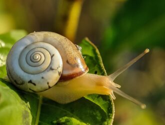 Are Snails Nocturnal