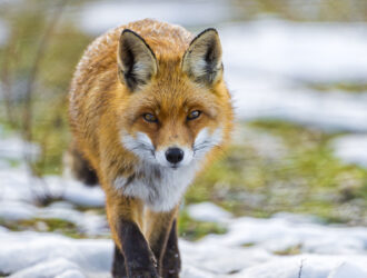 Do Foxes Swim