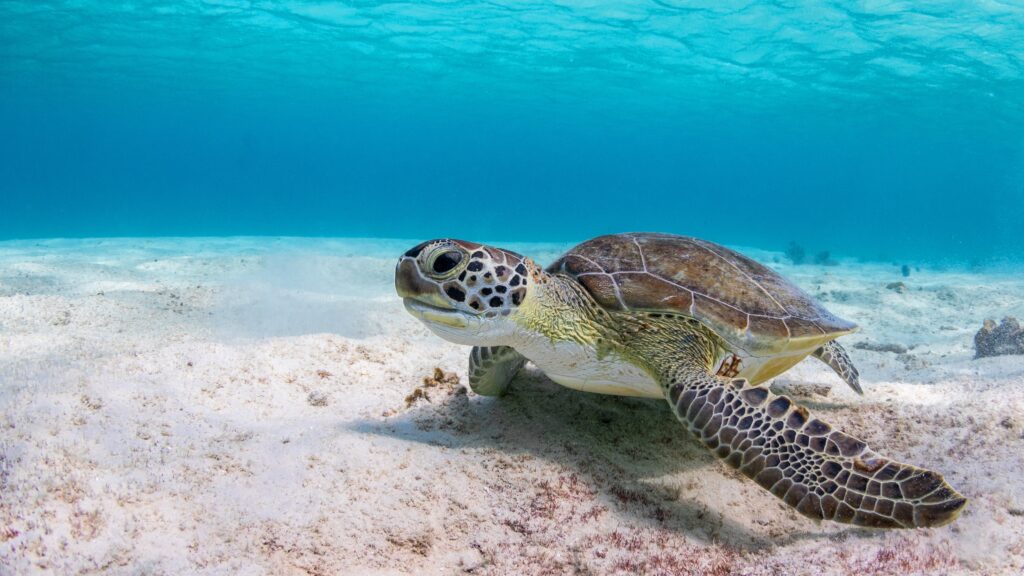 Can Red Eared Turtles Breathe Underwater
