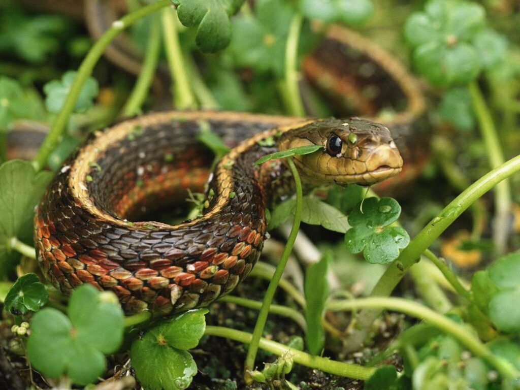 Does Mulch Attract Snakes