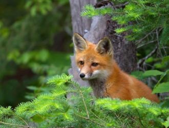 Can Red Foxes Climb Trees