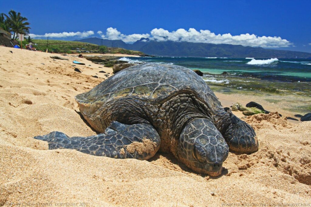 Where To See Sea Turtles On Oahu