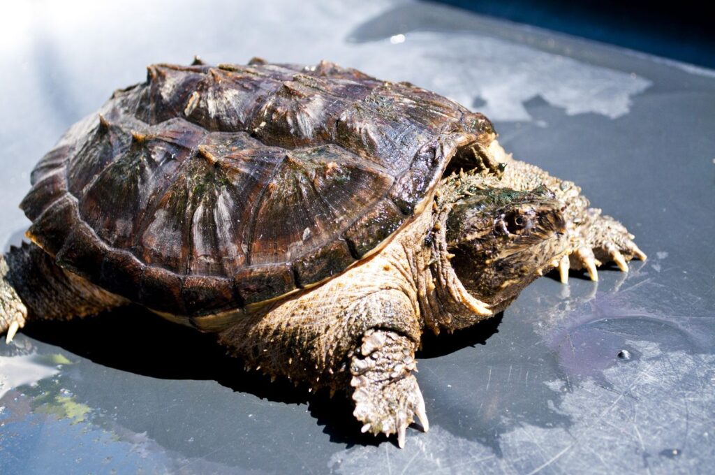 How Fast Do Snapping Turtles Run