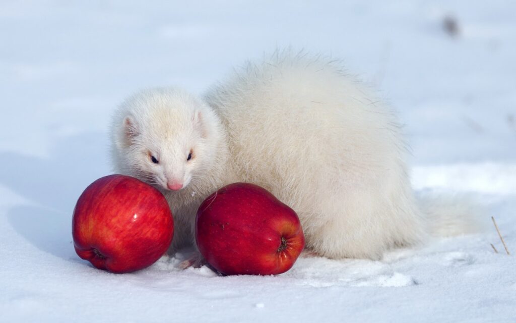 Can Ferrets Eat Apples