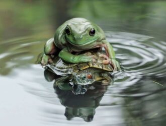 Will Turtles Eat Frogs