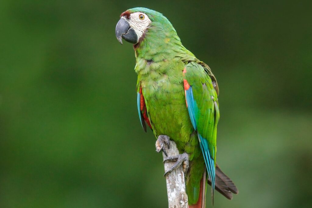 Can Parrots Have Kiwi