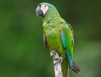 Can Parrots Have Kiwi