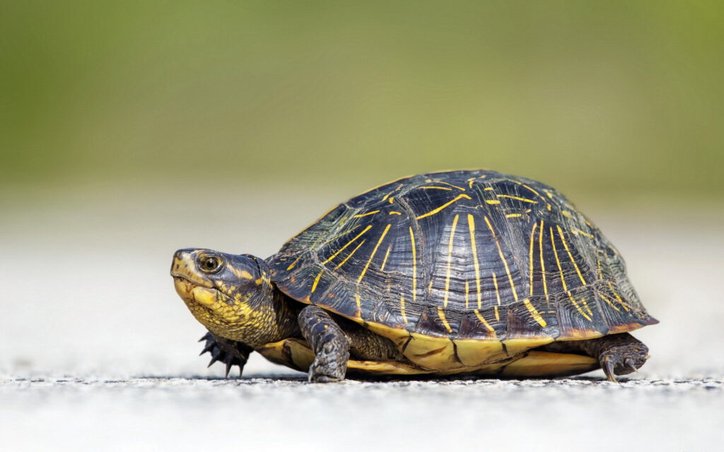 What Temperature Is Too Hot For Turtles