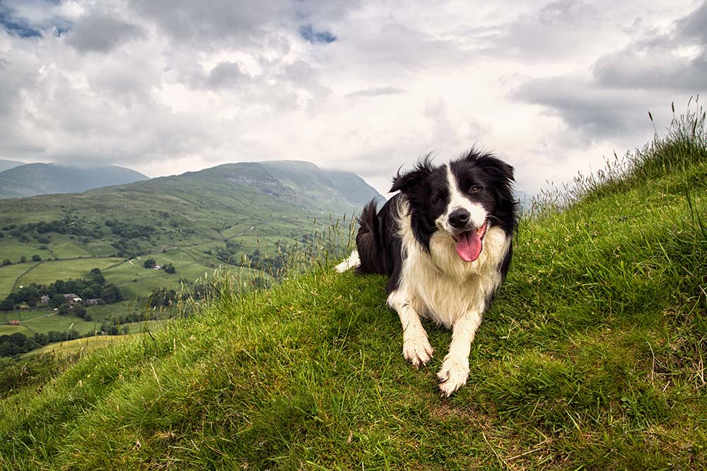 Are Border Collies Aggressive