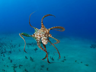 Are Octopuses Friendly
