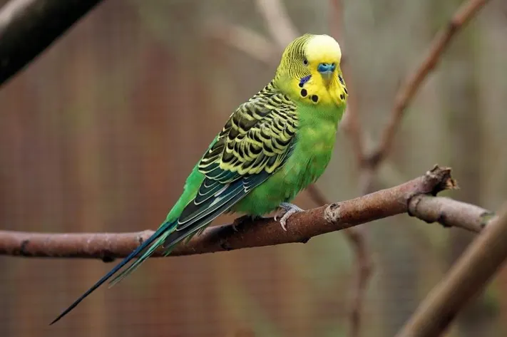 Can Parrots Eat Cabbage