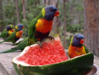 Can Parrots Eat Watermelon