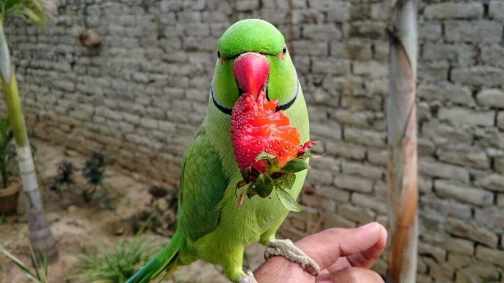 can parrots eat strawberry