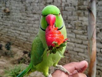 can parrots eat strawberry