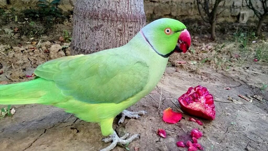 Can Parrots Have Pomegranate