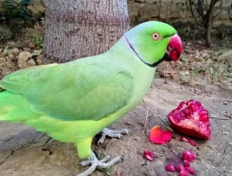 Can Parrots Have Pomegranate