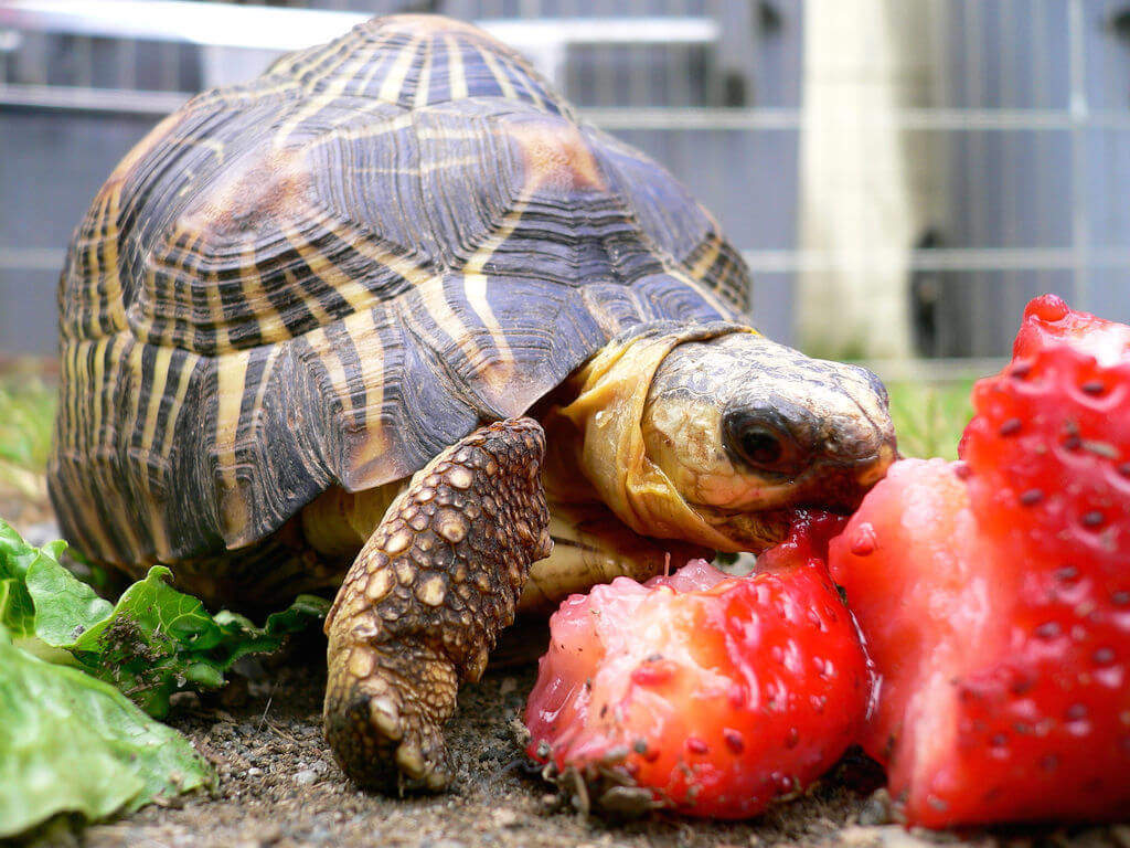 Can Russian Tortoises Eat Strawberries