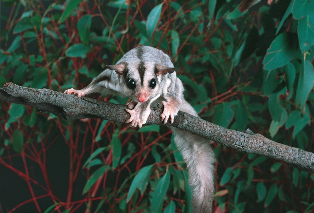 Can Sugar Gliders Eat Cucumbers