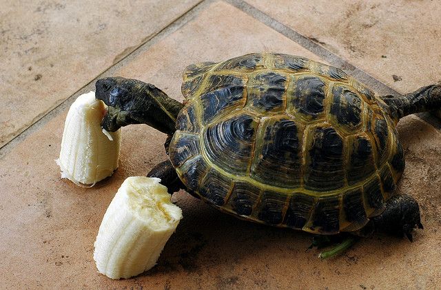 Can Tortoises Eat Bananas