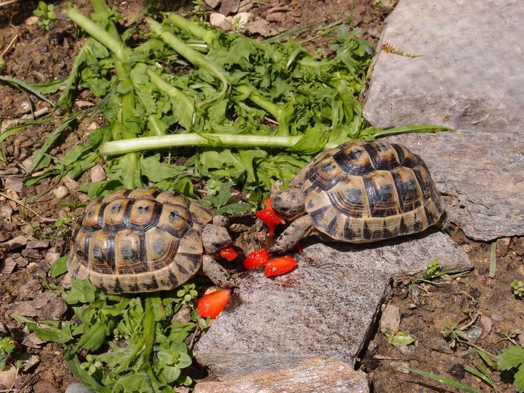 Can Turtles Eat Tomatoes