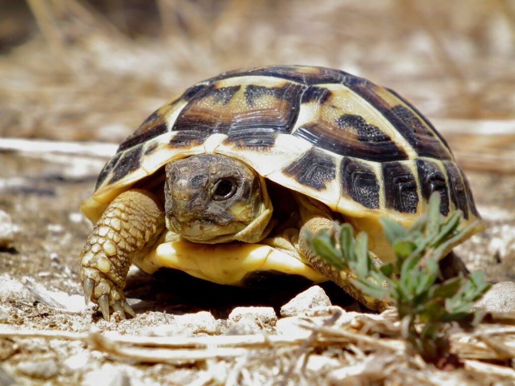 How Long Can Tortoises Go Without Food