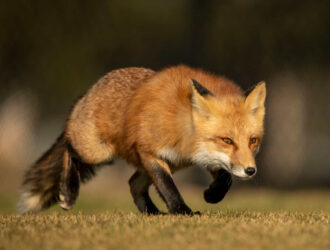 Do Foxes Dig Holes