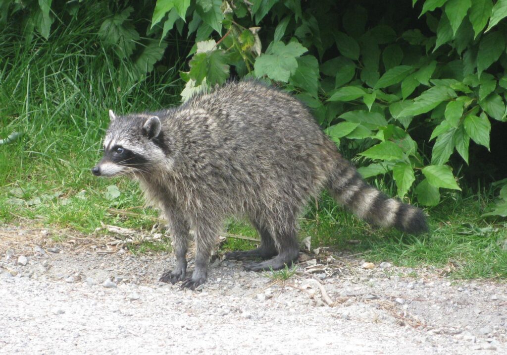Does All Raccoons Have Rabies
