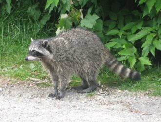 Does All Raccoons Have Rabies
