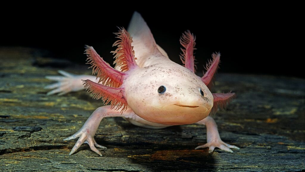 How Long Can Axolotls Go Without Food