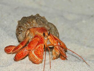 How Does Hermit Crabs Reproduce