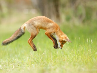 How High Can Foxes Jump