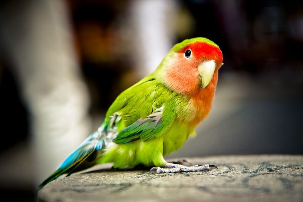 Can Parrots Eat Bread