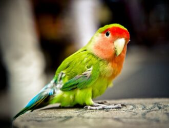 Can Parrots Eat Bread