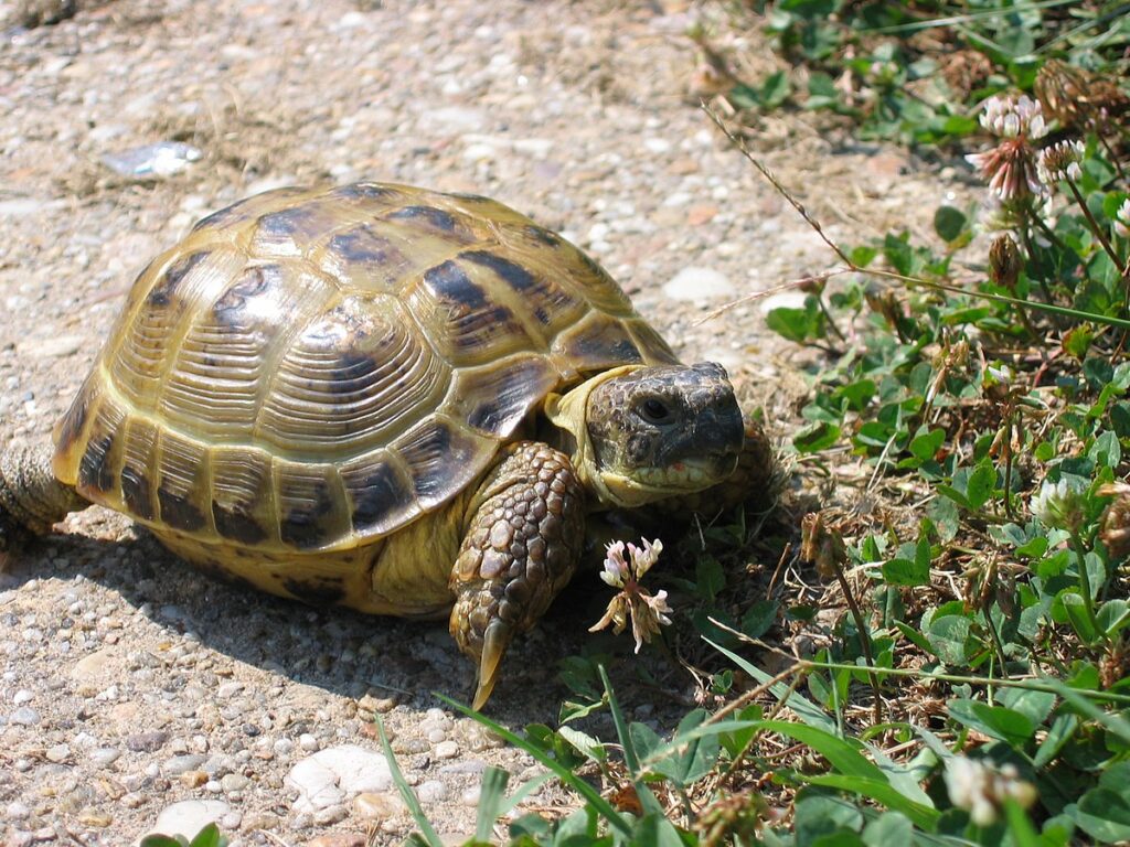 Can Russian Tortoises Eat Cucumbers