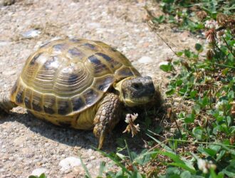 Can Russian Tortoises Eat Cucumbers