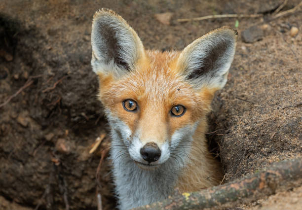 What Color Are Foxes Eyes