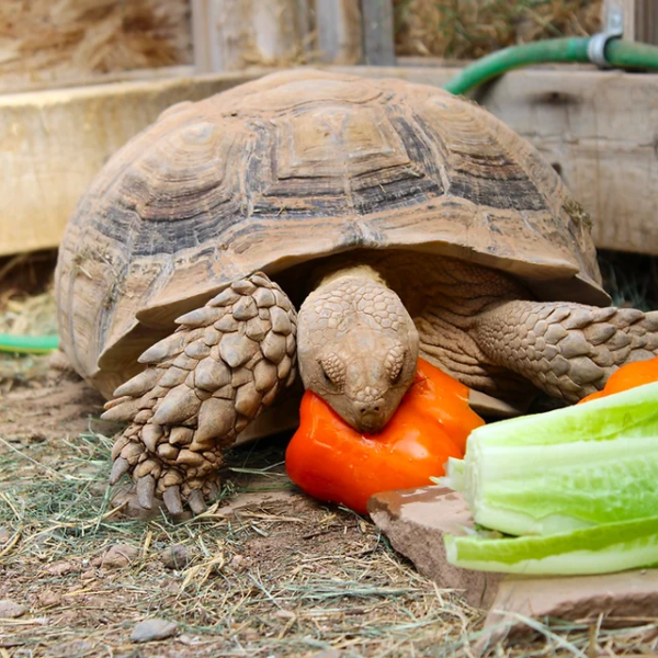 What Vegetables Can Sulcata Tortoises Eat