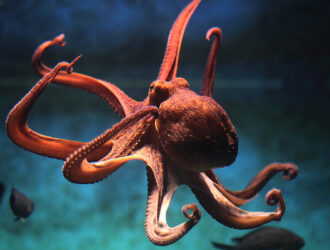 Where Do Octopuses Live