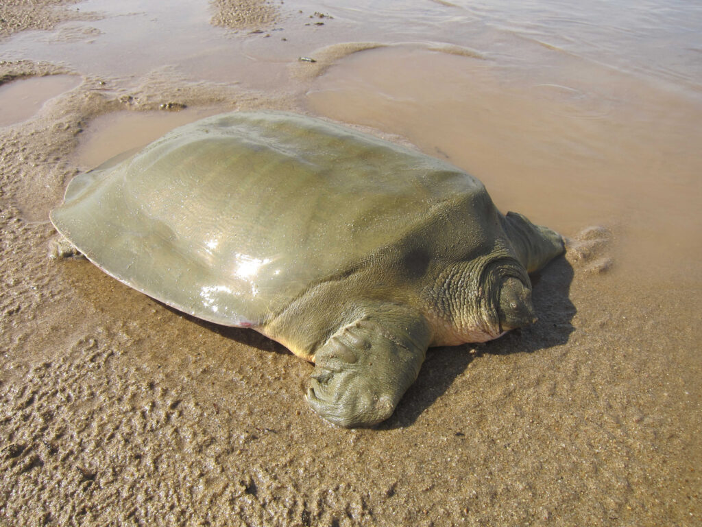 Why Is My Turtle Shell Turning White