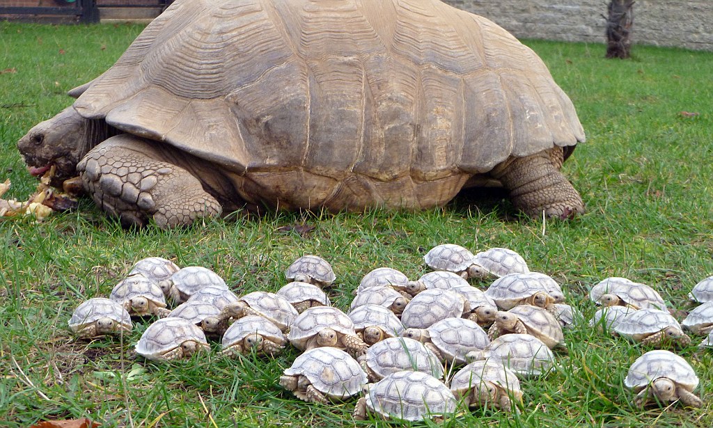 Why Is My Turtle Shell Turning White