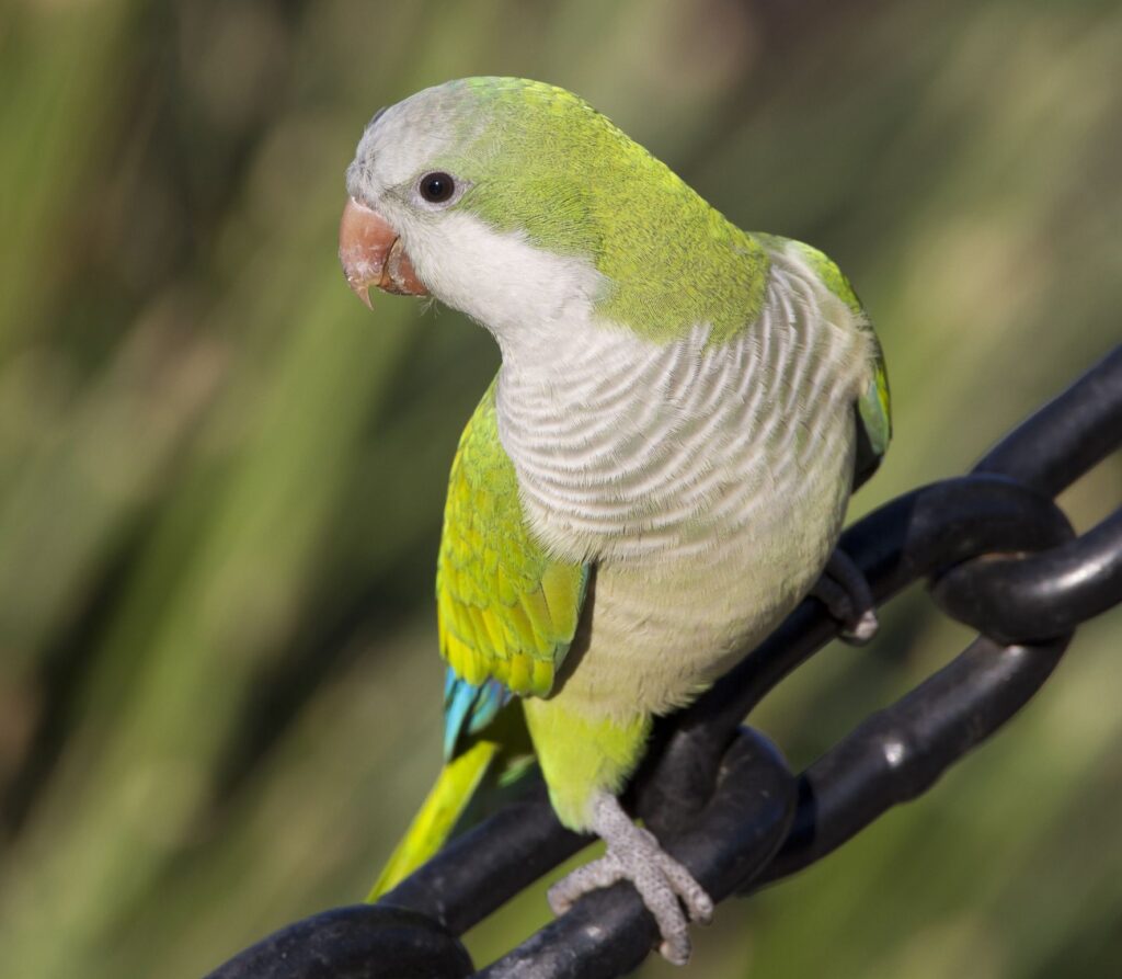 Why Are Quaker Parrots Illegal