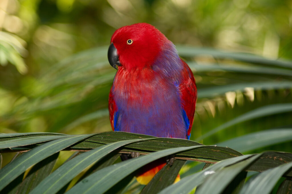 Eclectus Parrots For Adoption