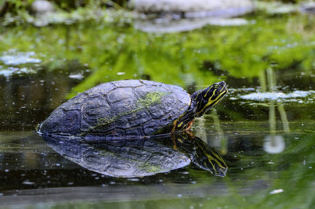How Long Can Aquatic Turtles Stay Out Of Water
