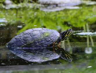 How Long Can Aquatic Turtles Stay Out Of Water