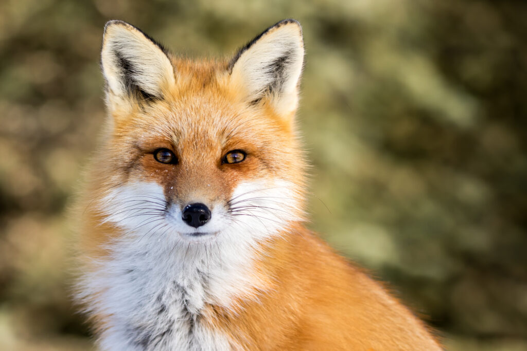 What Color Are Foxes Eyes