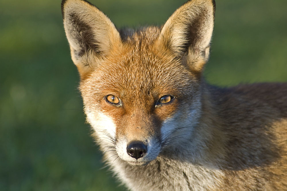 What Color Are Foxes Eyes