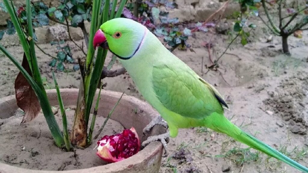 Can Parrots Have Pomegranate