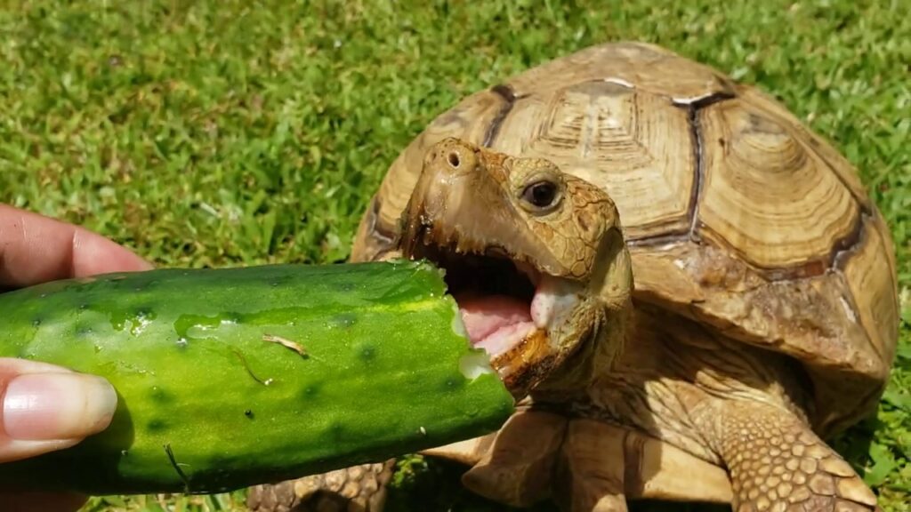 Can Russian Tortoises Eat Cucumbers