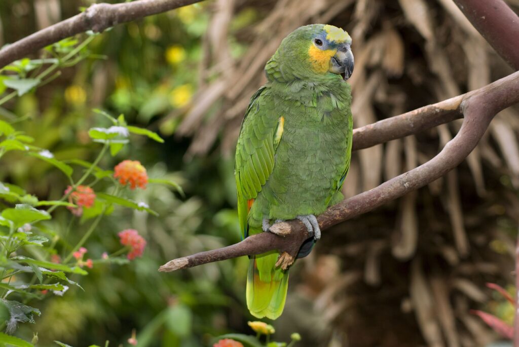 Can Parrots Eat Asparagus